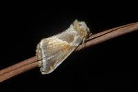 Habrosyne pyritoides