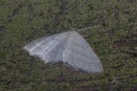 Idaea subsericeata