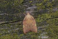 Carcina quercana