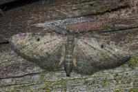Eupithecia virgaureata