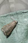 Loxostege sticticalis