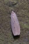 Pelosia muscerda