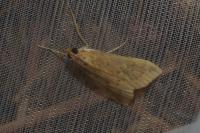 Udea ferrugalis