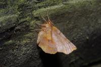 Selenia dentaria