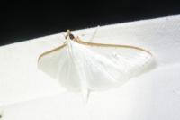 Palpita vitrealis