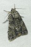 Acronicta rumicis