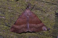 Hypena proboscidalis