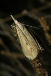 Agriphila geniculea
