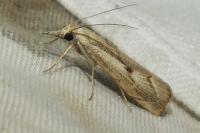 Agriphila geniculea