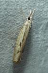 Agriphila geniculea