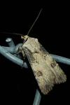 Agrotis puta