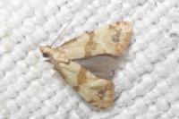 Phalonidia contractana