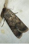 Agrotis segetum