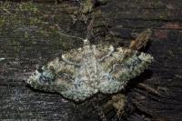 Cleorodes lichenaria