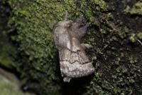 Trichiura crataegi