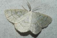 Cabera exanthemata