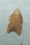 Carcina quercana