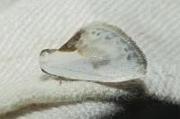 Cilix glaucata