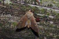 Xestia xanthographa