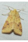 Cirrhia icteritia