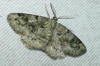 Cleorodes lichenaria