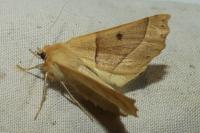 Crocallis elinguaria