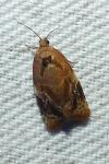 Ditula angustiorana