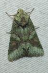 Dryobotodes eremita