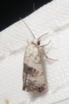 Cochylis posterana