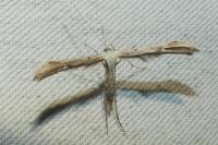 Emmelina argoteles/monodactyla