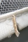 Plutella xylostella