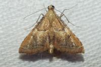 Endotricha flammealis