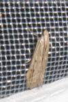 Phycitodes