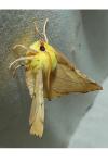 Ennomos alniaria