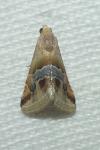 Eublemma parva