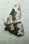 Epirrhoe galiata