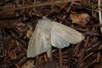Rhizedra lutosa
