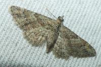 Gymnoscelis rufifasciata