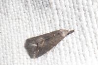 Schrankia costaestrigalis