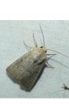 Hoplodrina ambigua