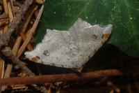 Macaria alternata