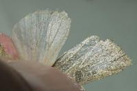 Hoplodrina ambigua