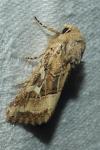 Luperina dumerilii