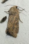 Luperina dumerilii