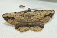 Menophra abruptaria