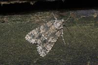 Acronicta rumicis