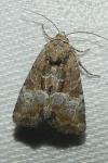 Mesoligia furuncula
