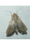 Mythimna unipuncta