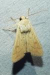 Mythimna vitellina