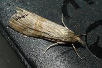 Euchromius ocellea